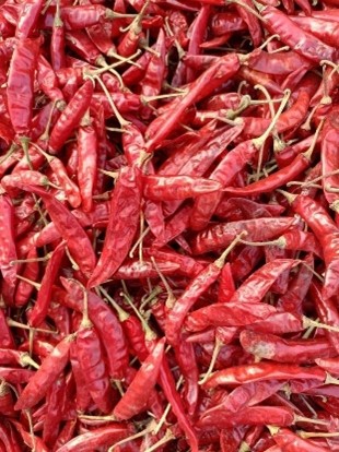334 Sannam Chilli