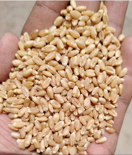 Lokwan Wheat